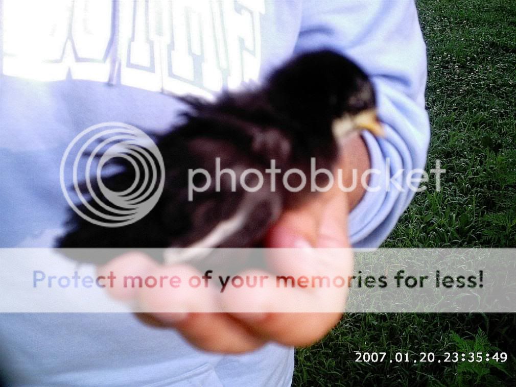 chicksanstuff2002.jpg