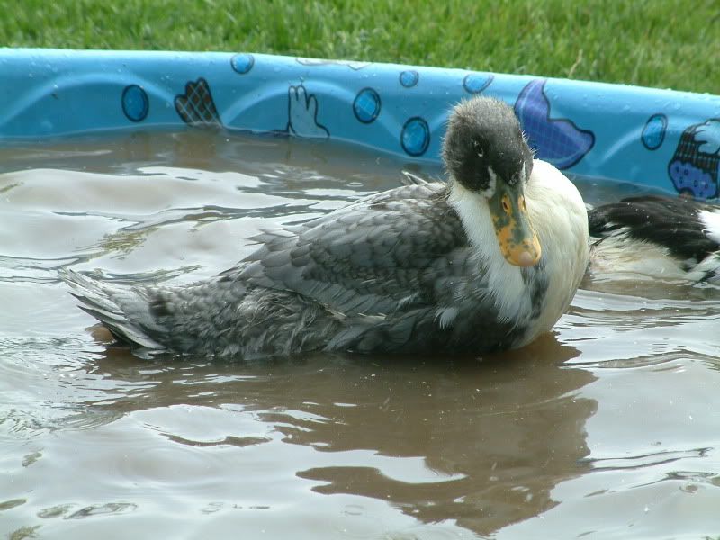 Ducklings081-1.jpg