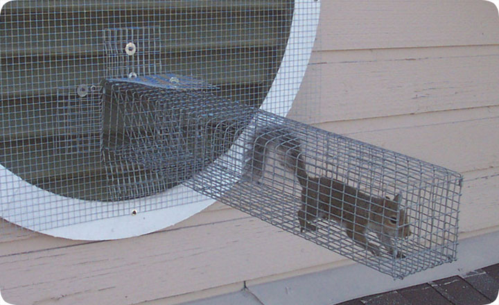 squirrelonewaydoor.jpg