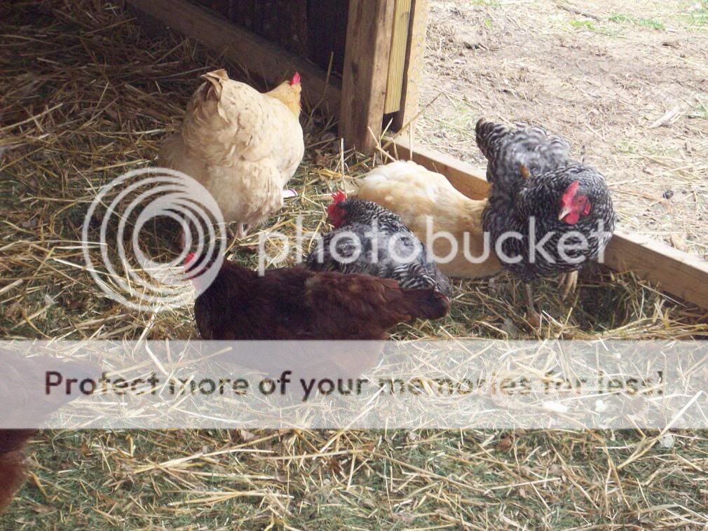 Chickens043.jpg