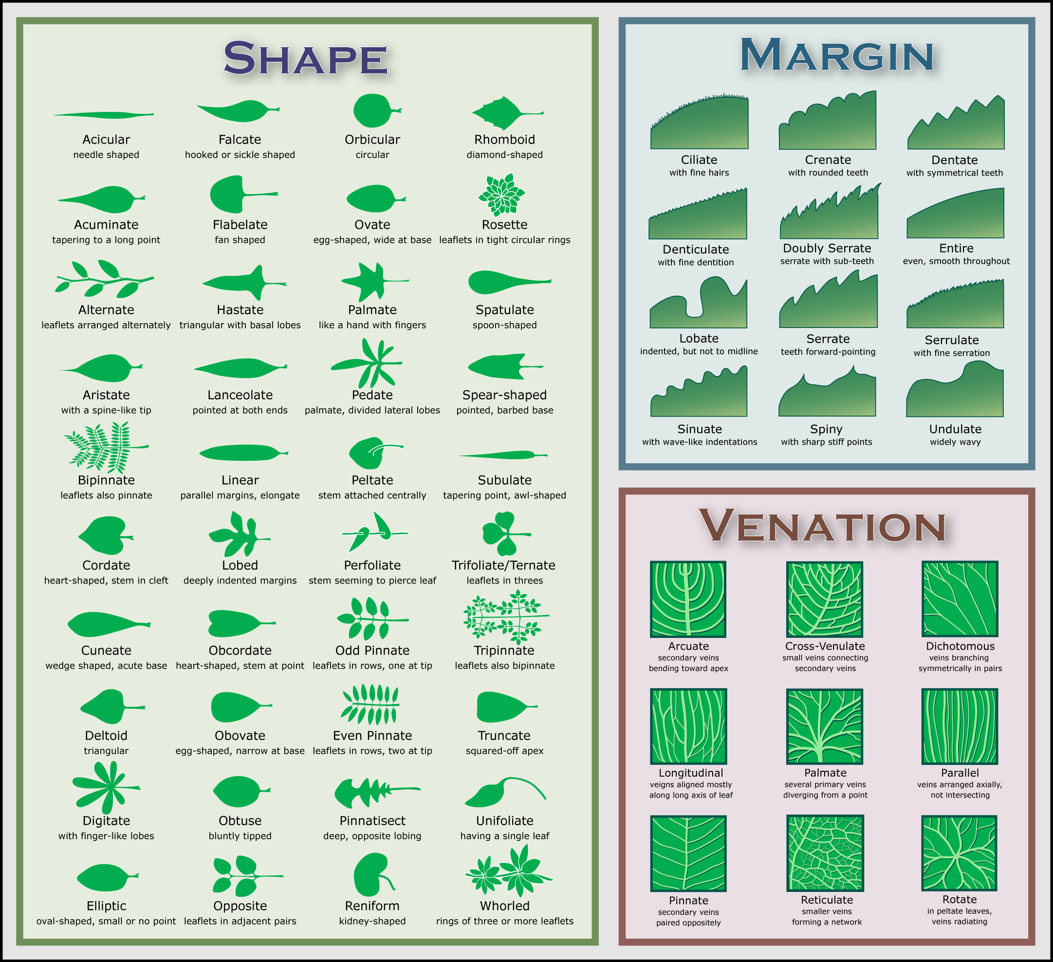 Leaf_morphology_no_title.png