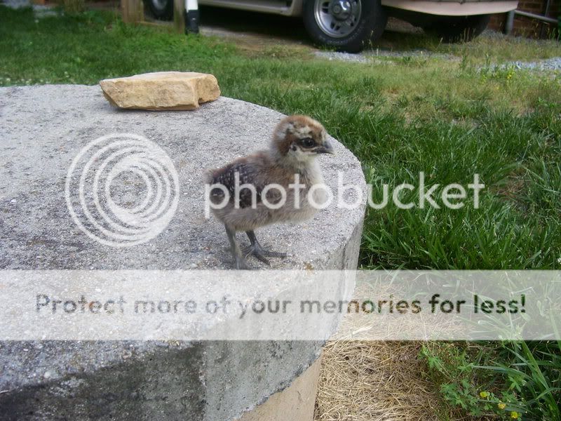 Chicks054.jpg