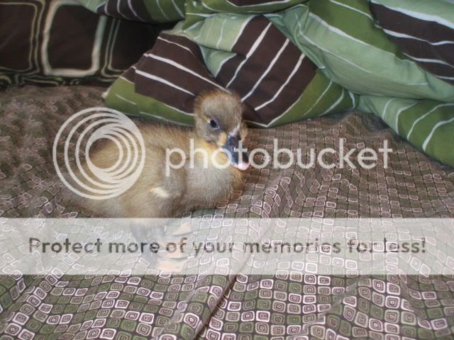 Picture068-1.jpg