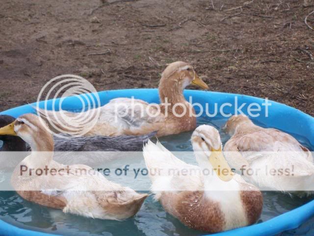 100_3795.jpg
