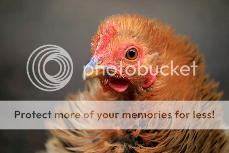 FotoKrullie2.jpg