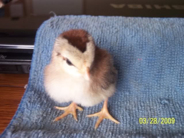 100_1051.jpg