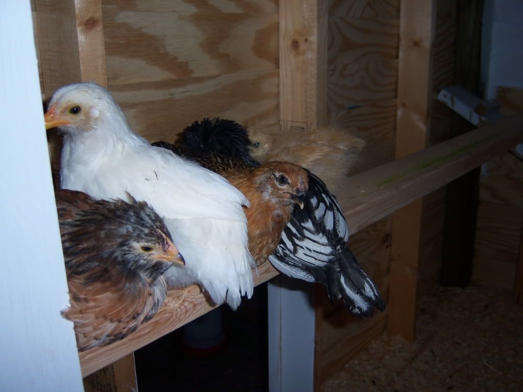 taraschicks027.jpg