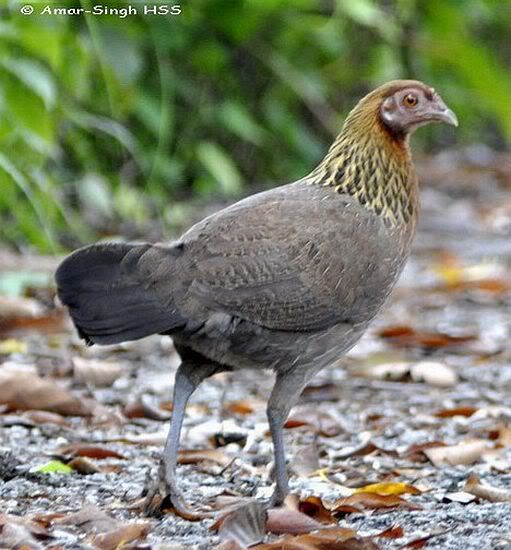 Malaysiared_junglefowlfemale1ashss.jpg