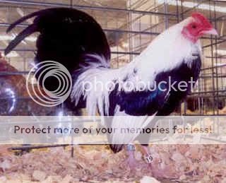 silver_duckwing_OEG_Bantam_rooster2.jpg