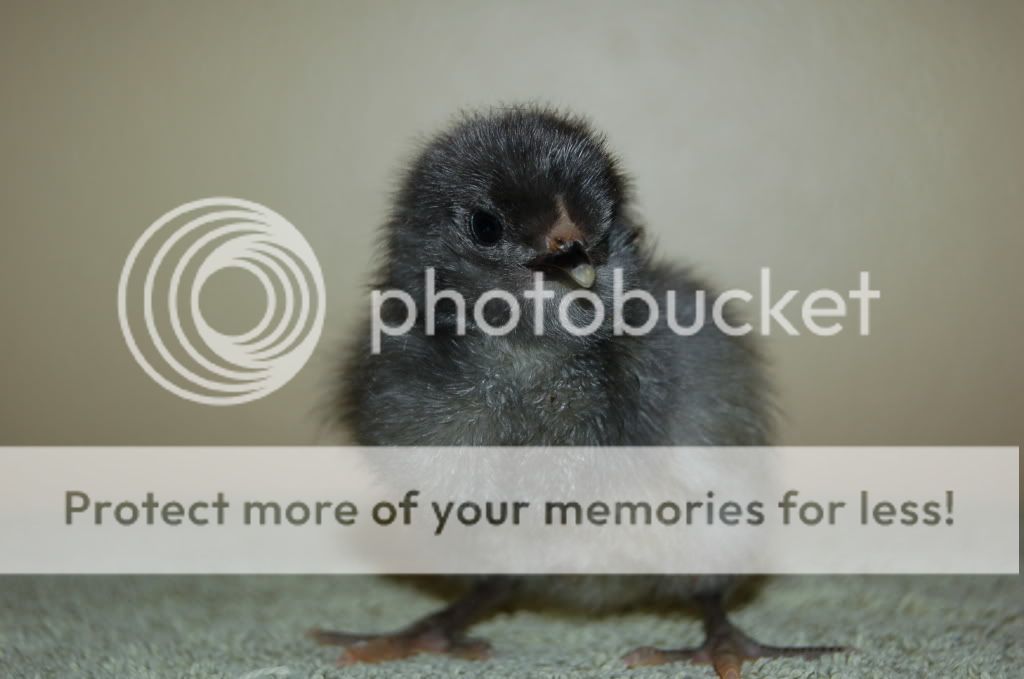 Newbabychickens019-1.jpg