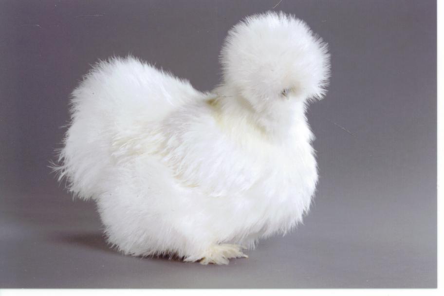 bearded-hen-bb-2010-nepc2.jpg