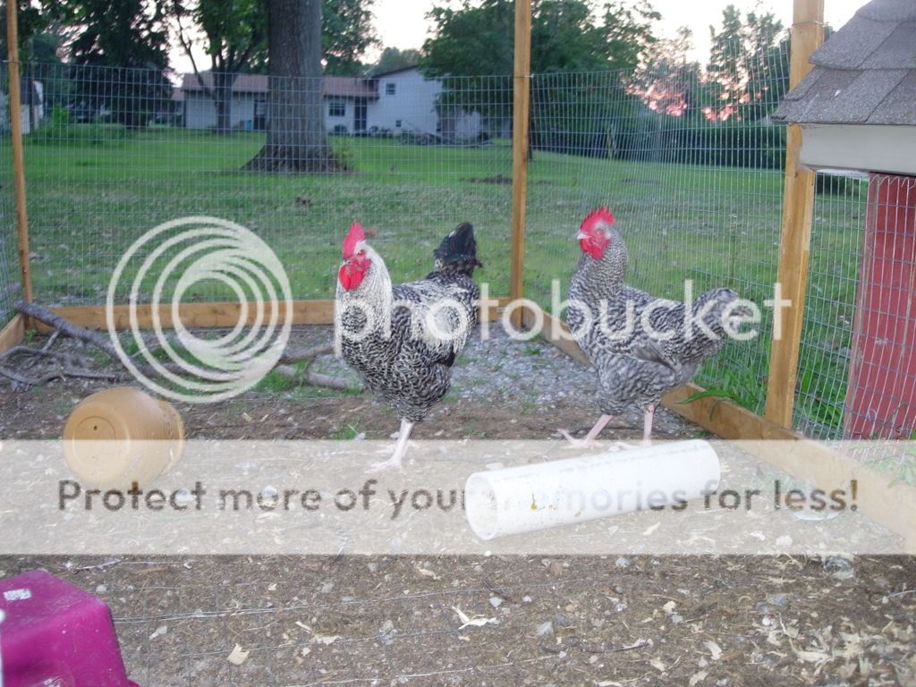 DSCN2456.jpg