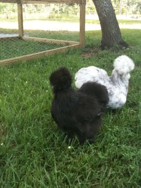 blacksilkie.jpg