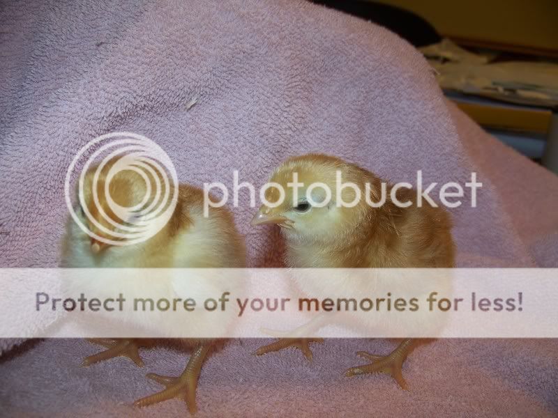 100_2685.jpg