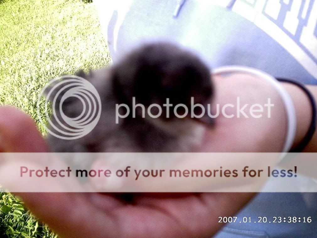 chicksanstuff2005.jpg