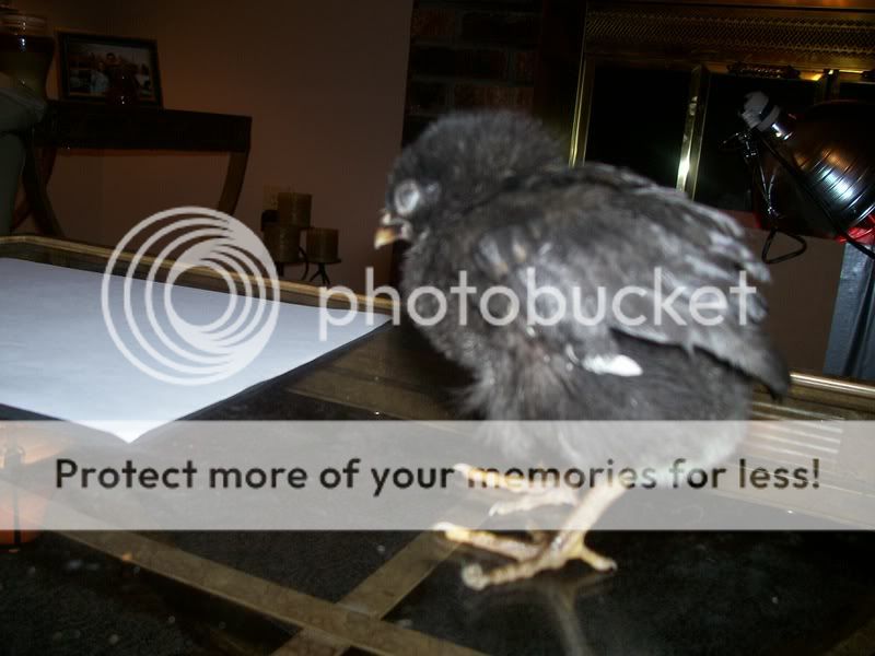 CHICKENS023.jpg
