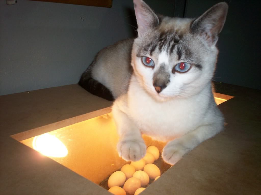 kuikenenkat002.jpg