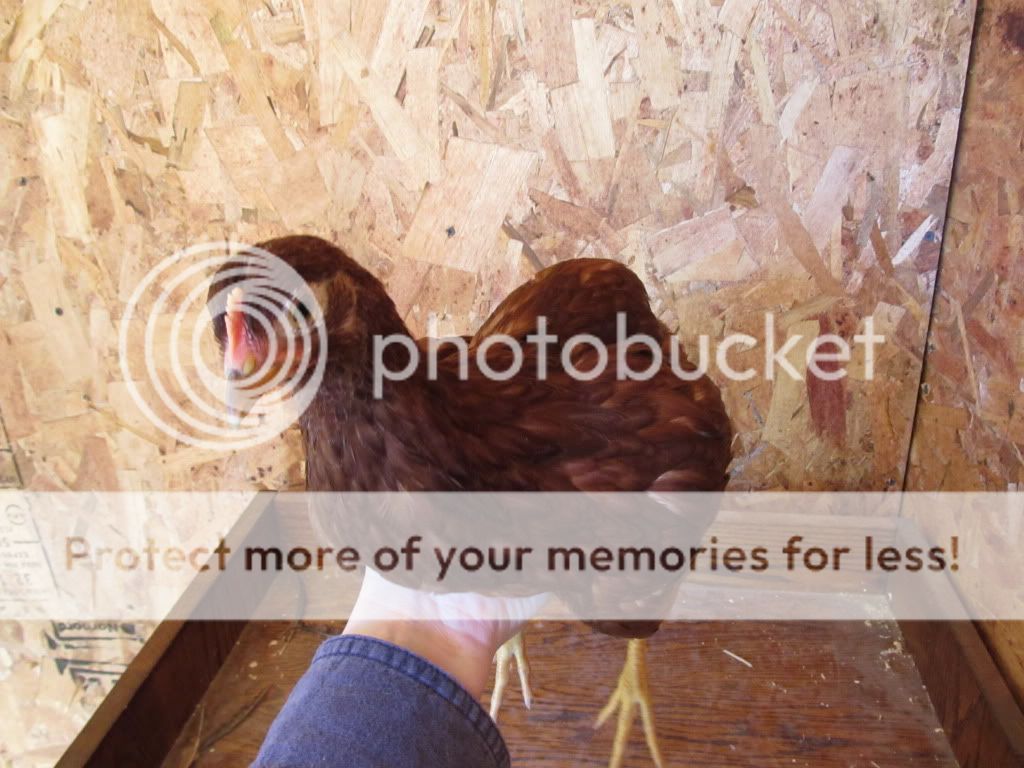 chicken2005.jpg
