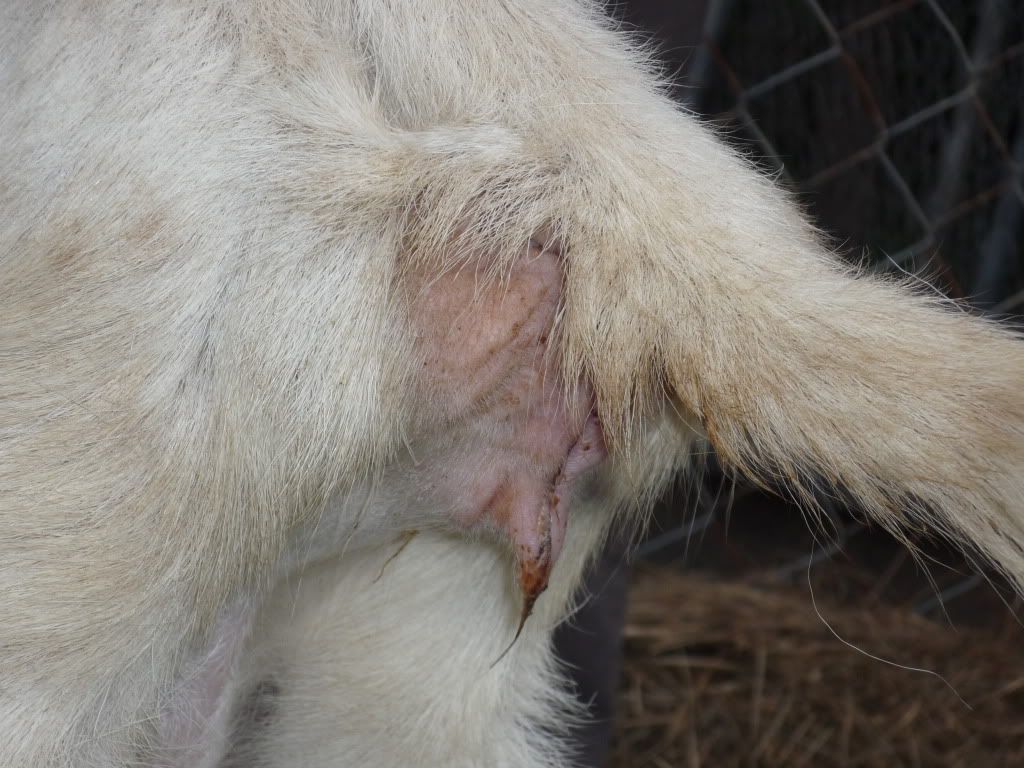 goat015.jpg