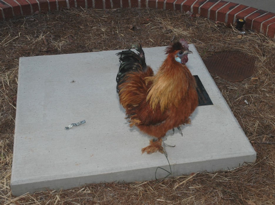chicken_7479.jpg