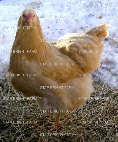200x200px-ZC-e6b00f07_13587_buff_hen.jpeg