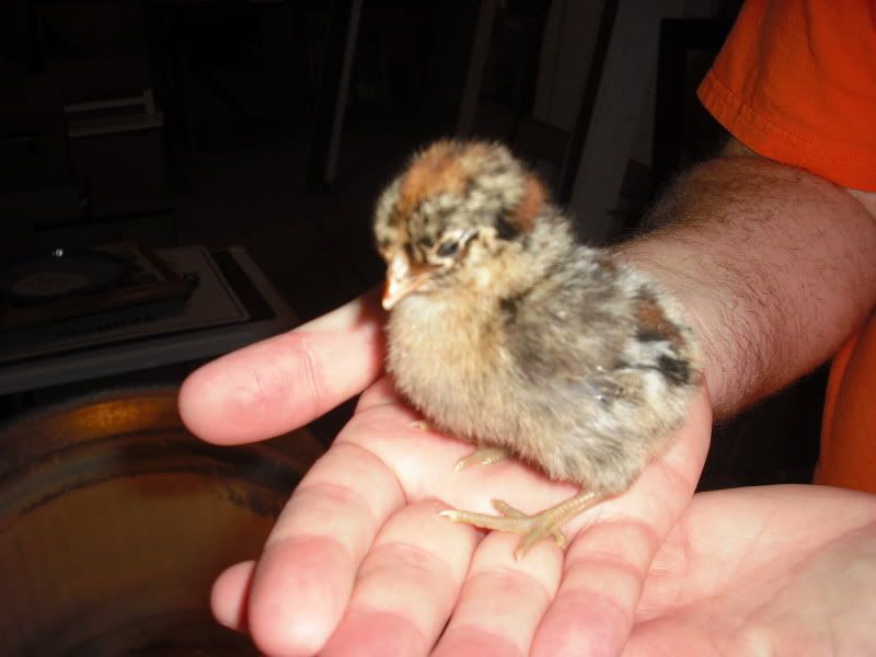 Chicks033.jpg