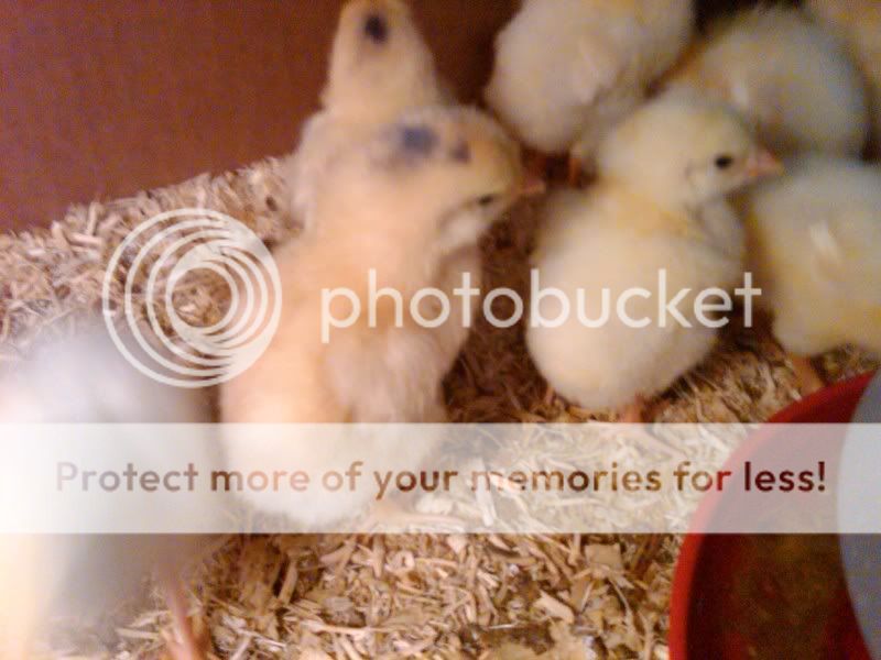 IMG00450-20110712-1501.jpg