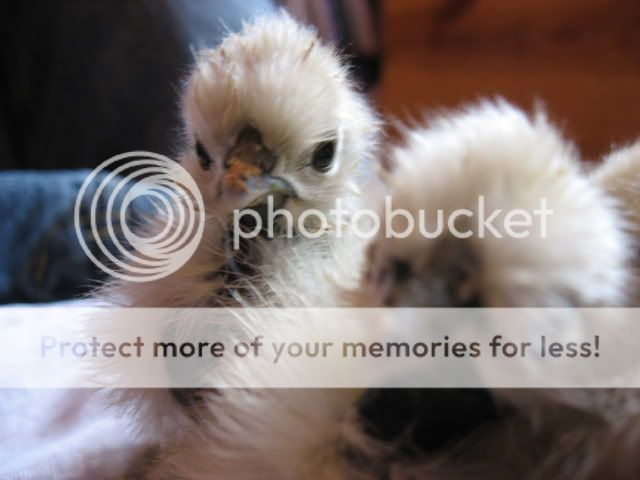 morechicks030.jpg