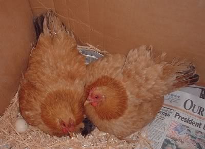Chicken20Sisters20With20Chick.jpg