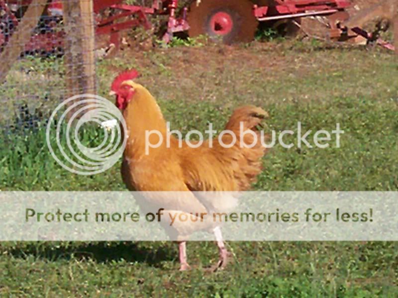 freerangechickens014.jpg