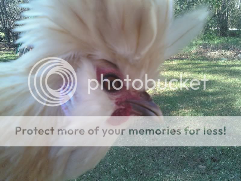 fifi.jpg