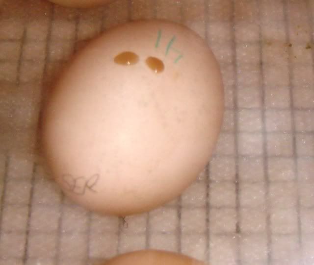 DSC00211.jpg