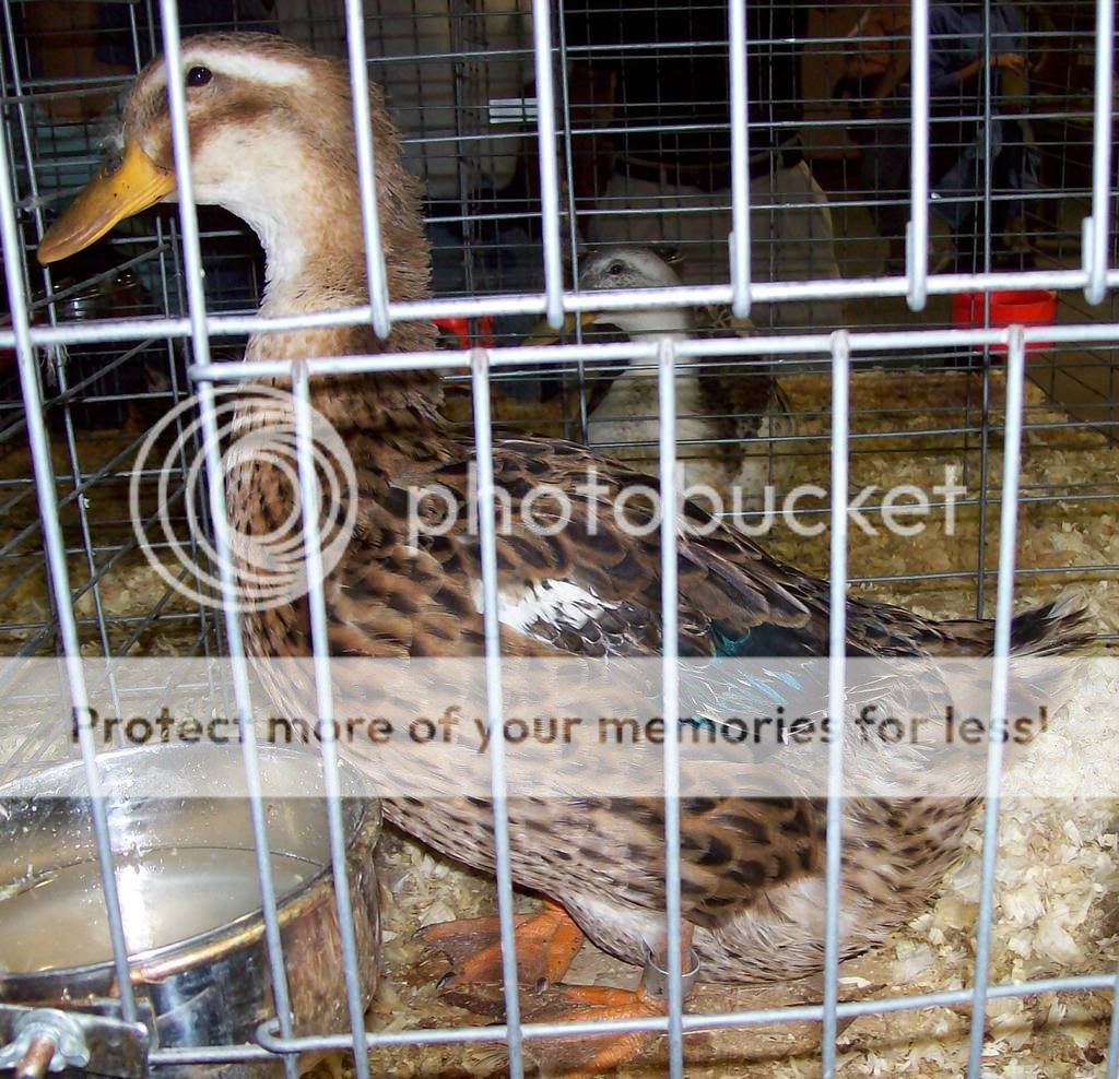 woodstockfairduck2008.jpg