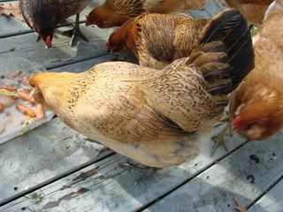 Chicking_Sexing003.jpg