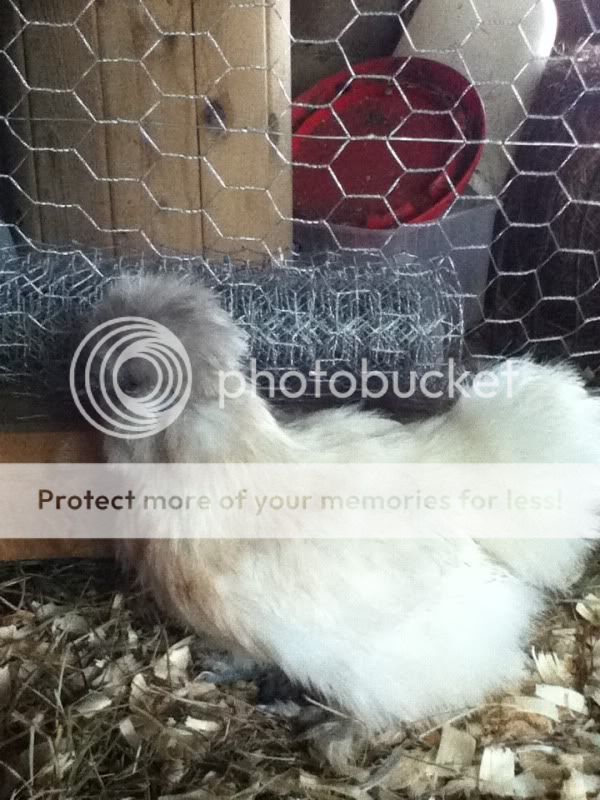 iPodpictures6-17-114-h415.jpg