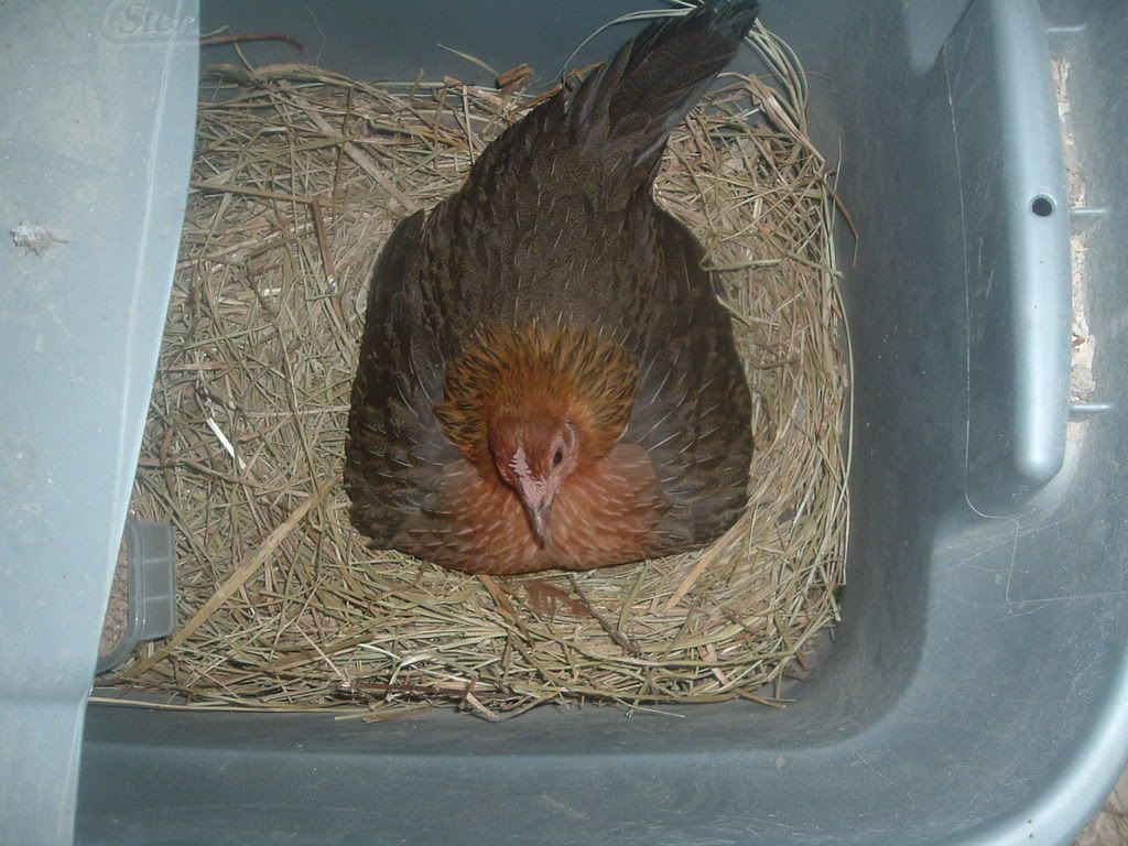 2003_0101firstbabies0001.jpg