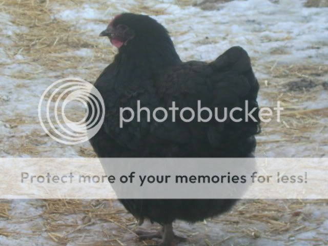 chicks010.jpg