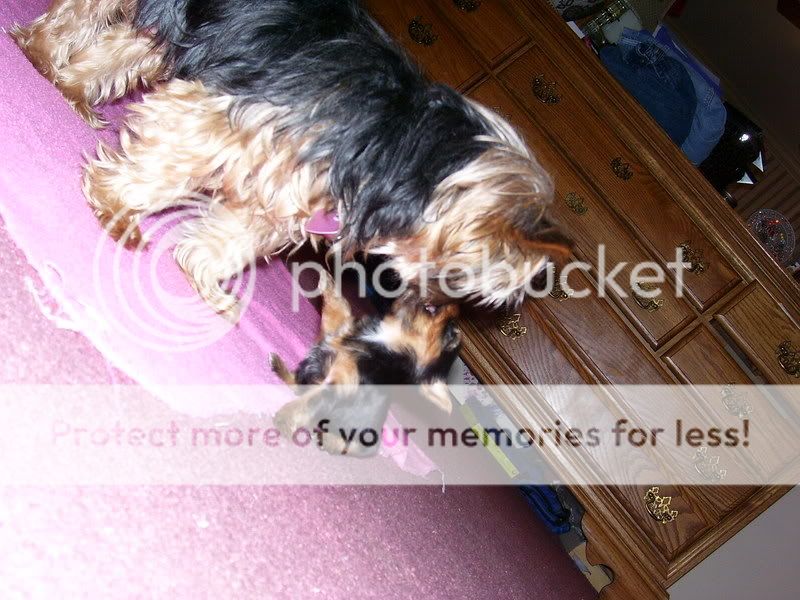 Puppies007.jpg