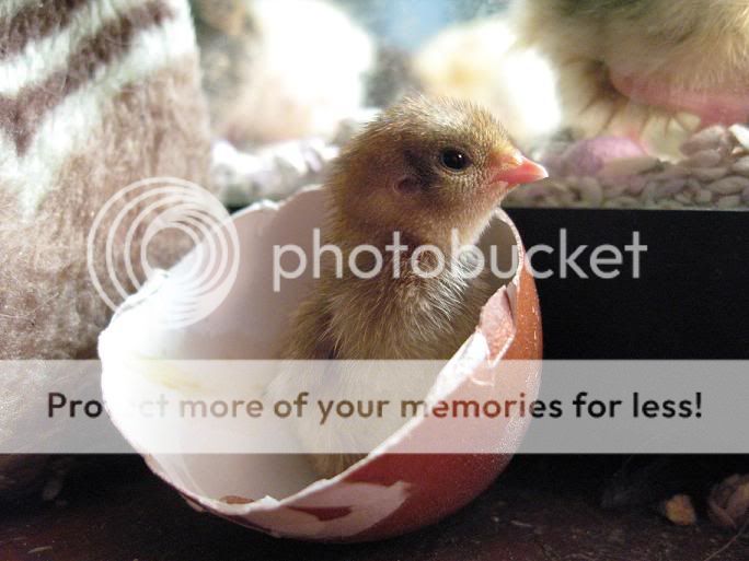 cinnamoninchickenegg.jpg