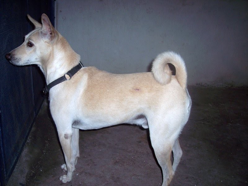 Pandikona.jpg