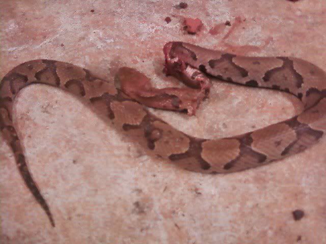 copperhead.jpg