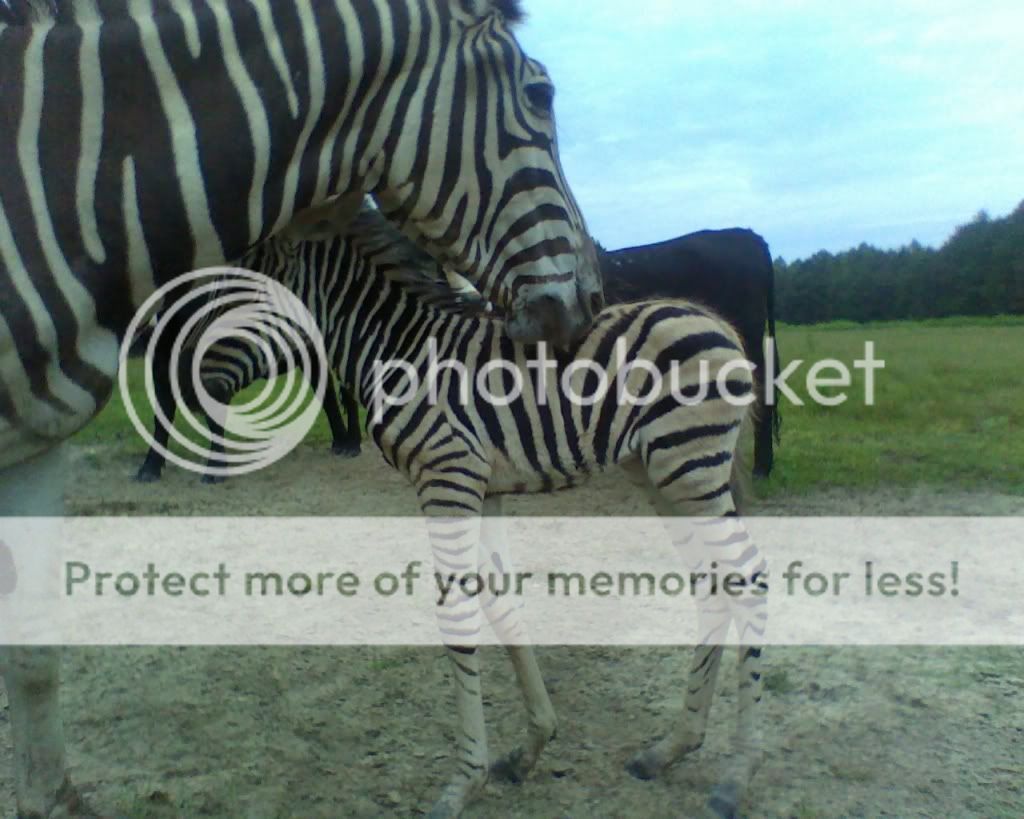 2009zebra.jpg
