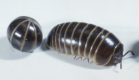 0-pillbug.jpg