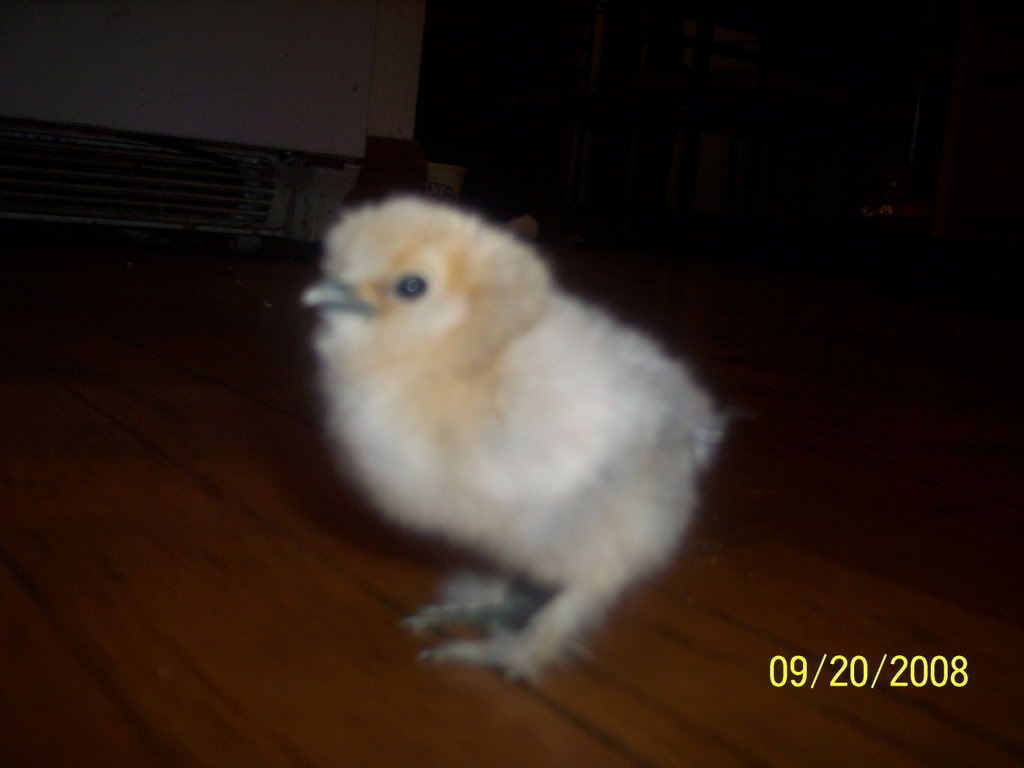 Picture129.jpg