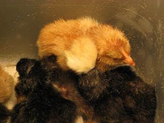 chicks006.jpg