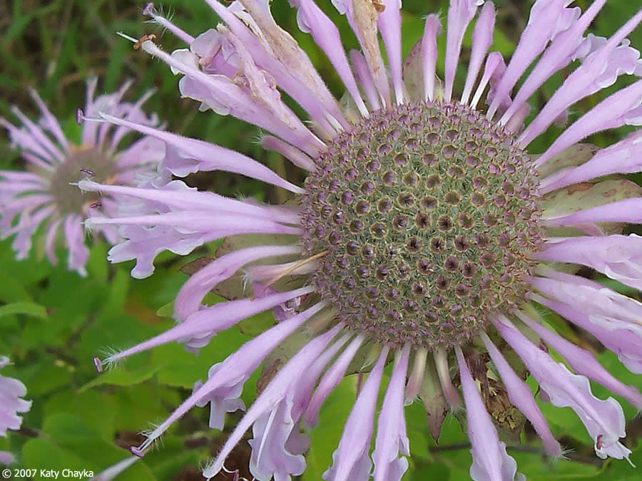 wild-bergamot-100_1430.jpg