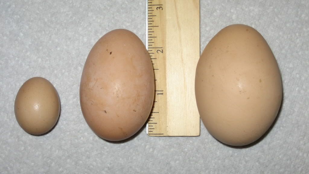 IncomingChicken020.jpg