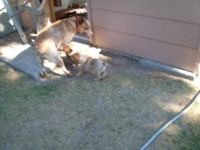 puppypics097.jpg