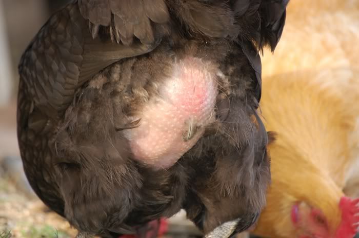 Chicken9.jpg