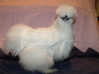 DSCF2628.JPG